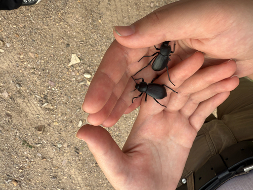 Desert Stink Beetles