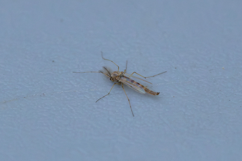 Chironomus