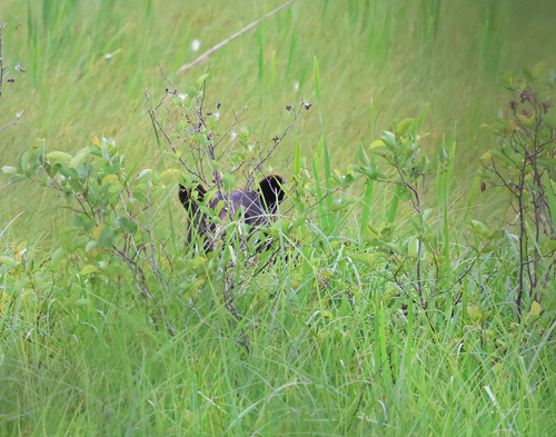 Ursus americanus