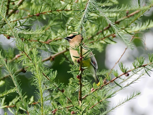 Cedar Waxwing