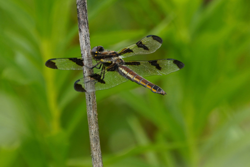 Twelve-spotted Skimmer