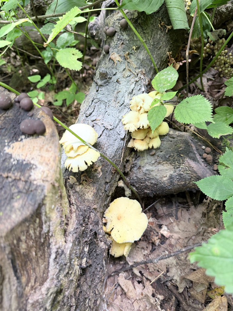 Golden Oyster Mushroom · July 2026 · photo: Photo: (c) Erica Tava Johnson, some rights reserved (CC BY) · iNaturalist
