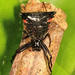 Micrathena triangularis - Photo (c) Tom Murray, some rights reserved (CC BY-NC), uploaded by Tom Murray