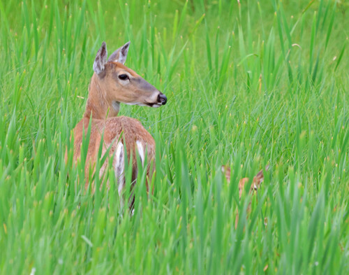 Odocoileus virginianus