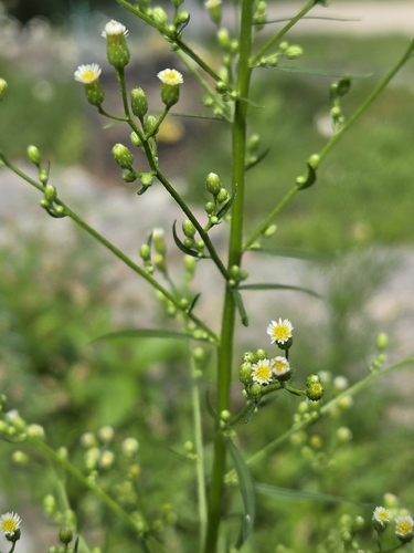 horseweed