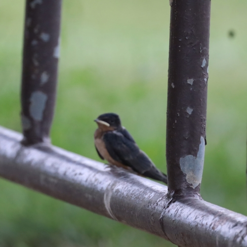 Barn Swallow
