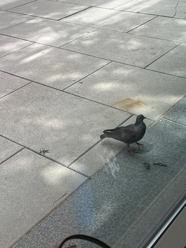 Rock Pigeon