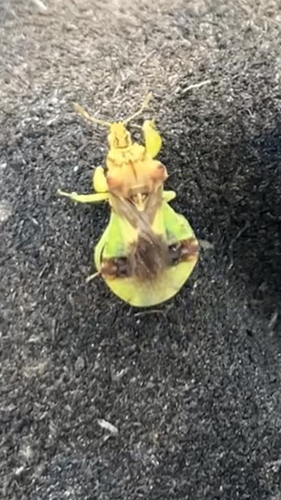 Jagged Ambush Bugs