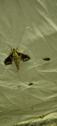 Parum colligata