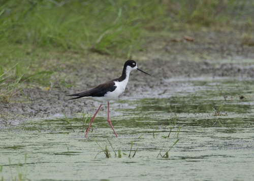 Black-necked Stilt
