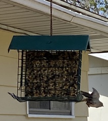 Passer domesticus
