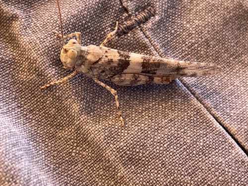 iNaturalist observation photo of Pallid-winged Grasshopper
