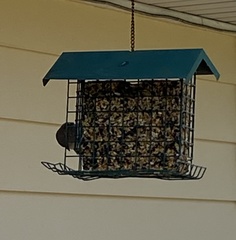 Passer domesticus
