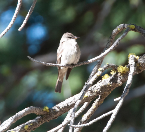 Western Wood-Pewee