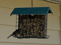 Passer domesticus