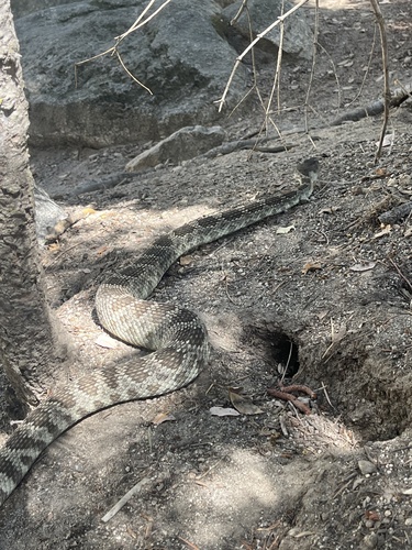 iNaturalist observation photo of Northern Pacific Rattlesnake