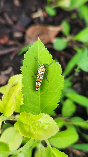 Ailanthus Webworm Moth