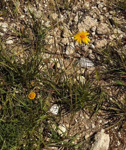 Stemmy Four-nerved Daisy