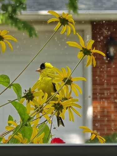 American Goldfinch