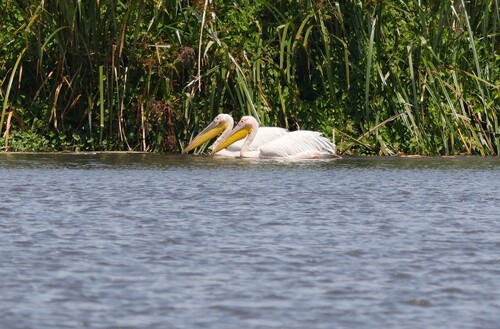 iNaturalist image