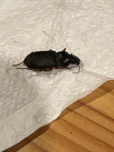 Strawberry Seed Beetle