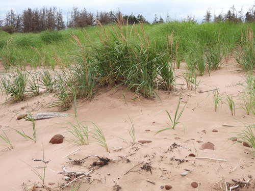 American Marram Grass