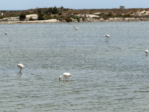 iNaturalist image
