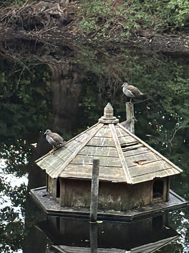 iNaturalist image