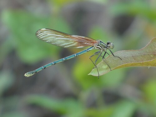 American Rubyspot