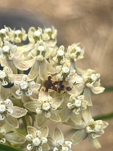 Phymata pacifica