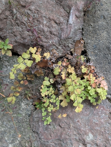 black maidenhair fern