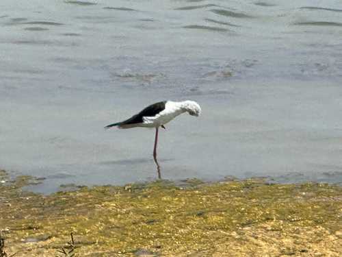 iNaturalist: (c) Luis de Ossorno, some rights reserved (CC BY-NC), uploaded by Luis de Ossorno iNaturalist image