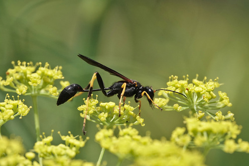 Sceliphron caementarium