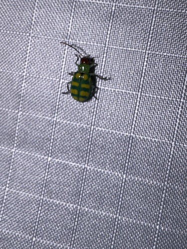 Banded Cucumber Beetle
