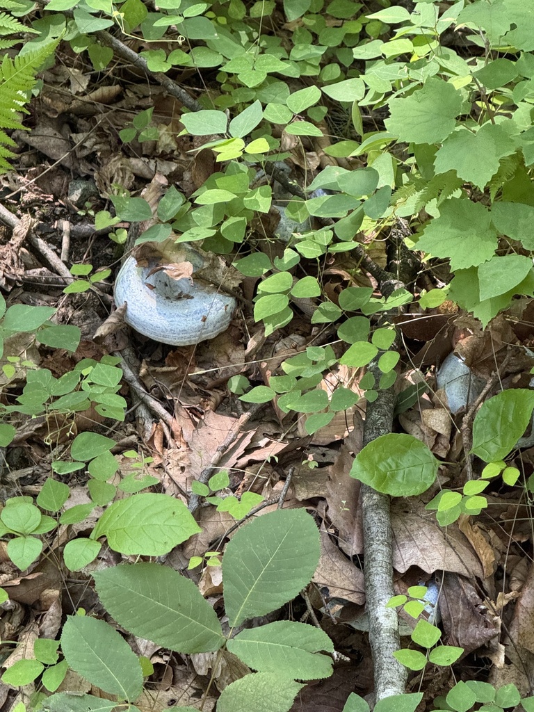 indigo milk cap · July 2026 · photo: Photo: (c) gwt2102, some rights reserved (CC BY) · iNaturalist