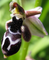 Ophrys reinholdii