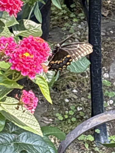 Black Swallowtail