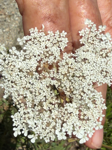 Jagged Ambush Bugs