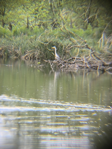 iNaturalist image