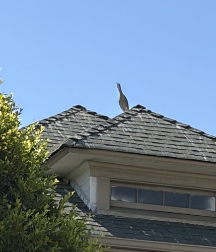 iNaturalist image