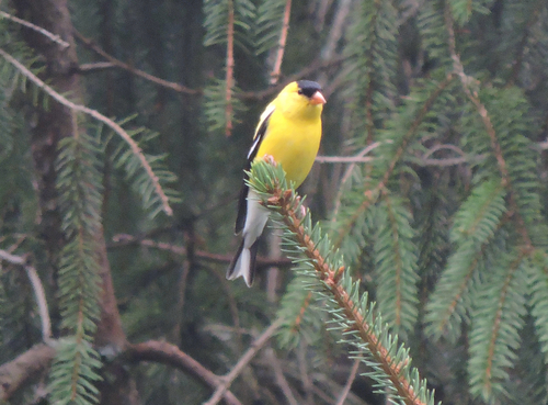 American Goldfinch