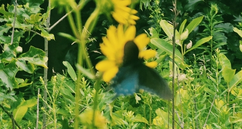 Pipevine Swallowtail
