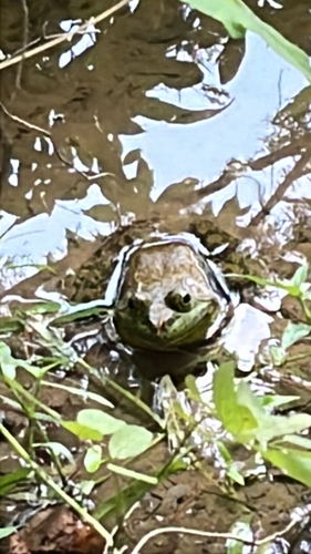 American Bullfrog
