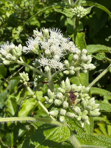 Jagged Ambush Bugs