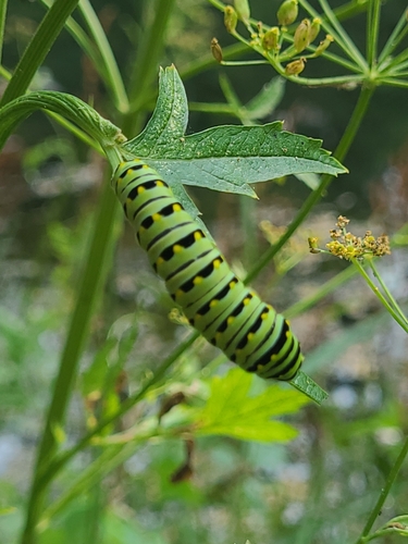 Black Swallowtail