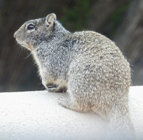 Rock Squirrel