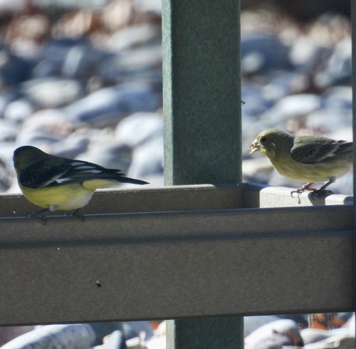 Lesser Goldfinch
