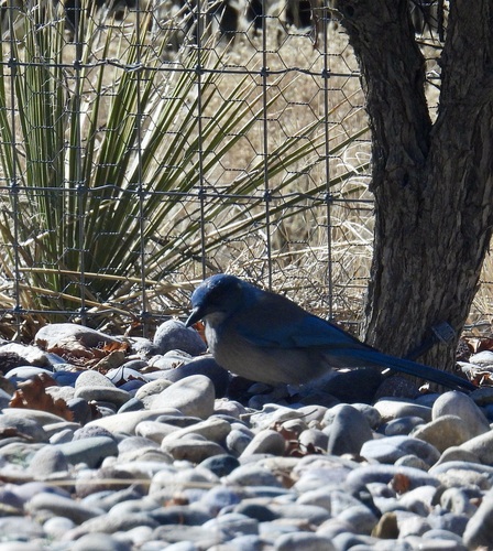 Woodhouse's Scrub-Jay