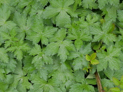 Geranium sylvaticum