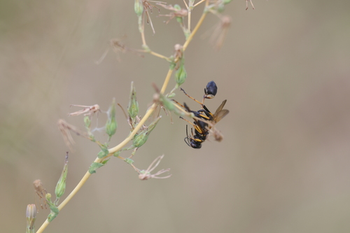 Sceliphron caementarium